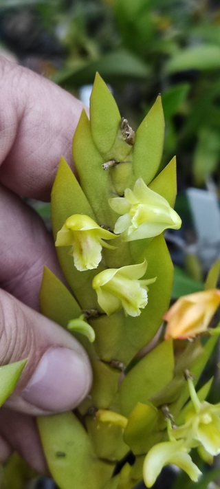 Dendrobium keithii