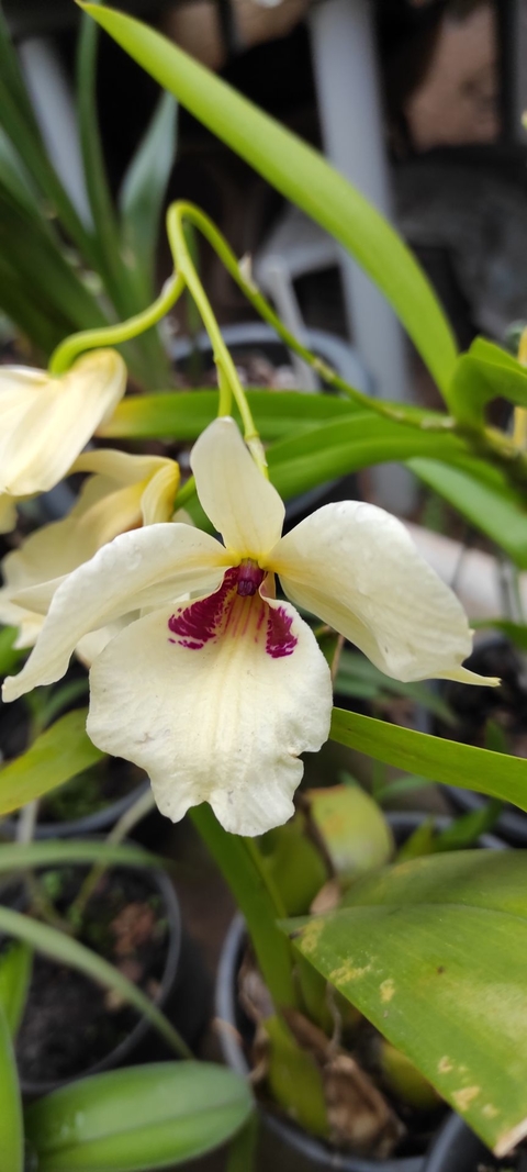 Dendrobium albosanguineum se