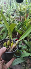 Bulbophyllum picturatum - comprar online