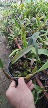 Bulbophyllum eberhardtii na internet