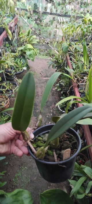 Bulbophyllum eberhardtii - comprar online