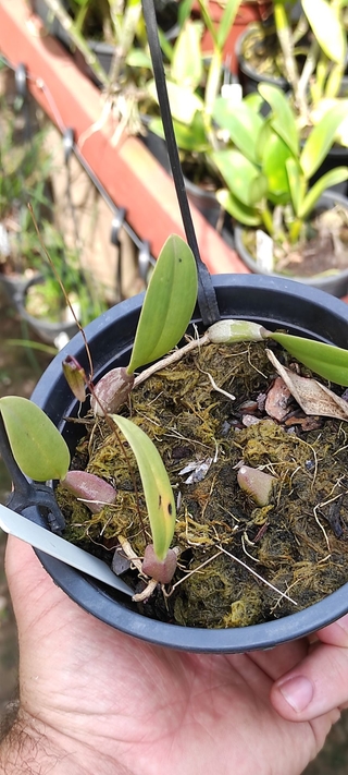 Bulbophyllum elassoglossum - OrquideaShop