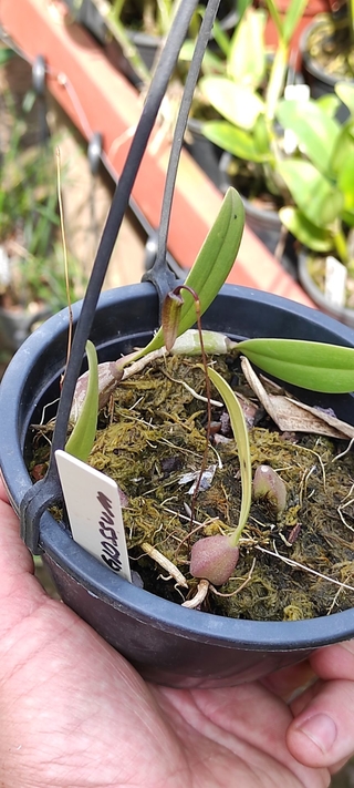 Bulbophyllum elassoglossum na internet