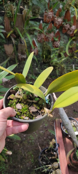 Bulbophyllum macranthum na internet