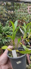 Coelogyne fimbriata - OrquideaShop