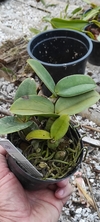 Cattleya nobilior - comprar online