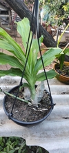 Chysis bractescens - OrquideaShop