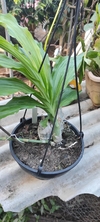 Catasetum cernuum x fimbriatum - OrquideaShop