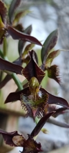 Catasetum rooseveltianum x lanciferum