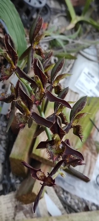 Catasetum rooseveltianum x lanciferum - comprar online