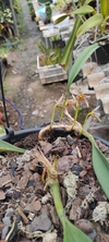 Bulbophyllum affine - OrquideaShop