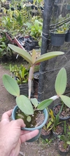 Cattleya schileriana tipo - comprar online