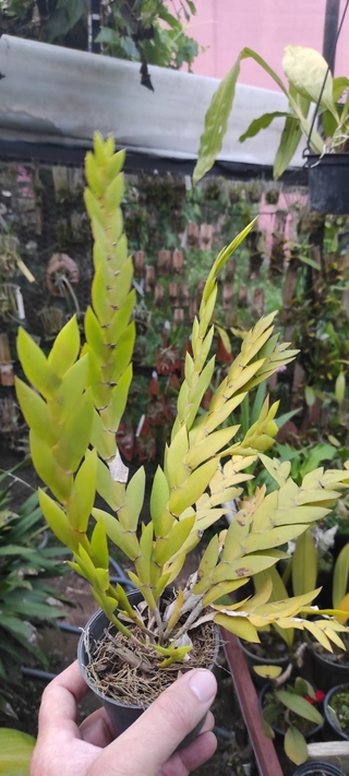 Dendrobium keithii na internet