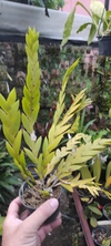 Dendrobium keithii - comprar online