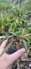 maxillaria schunkeana - OrquideaShop