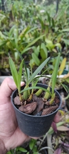 maxillaria schunkeana na internet