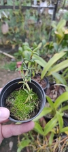 MEDIOCALCAR DECORATUM - OrquideaShop