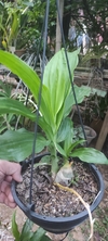 Catasetum rooseveltianum x lanciferum na internet