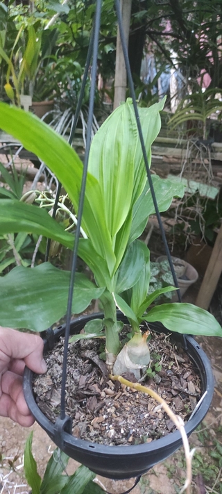 Catasetum blackii - OrquideaShop