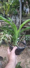 Catasetum rooseveltianum x lanciferum - OrquideaShop