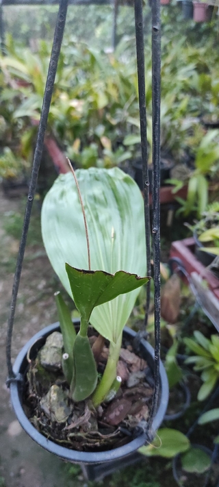 Coelogyne usitana - loja online