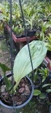 Coelogyne usitana - OrquideaShop