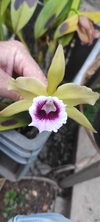 Laelia tenebrosa (albina x aurea) - comprar online