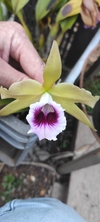 Laelia tenebrosa (albina x aurea)