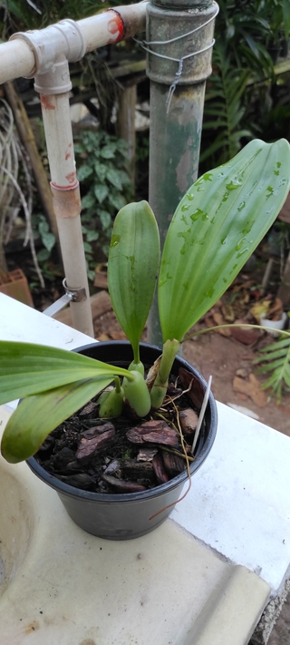 Pholidota imbricata - OrquideaShop