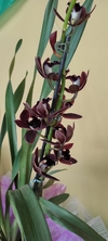 Cymbidium black shower na internet