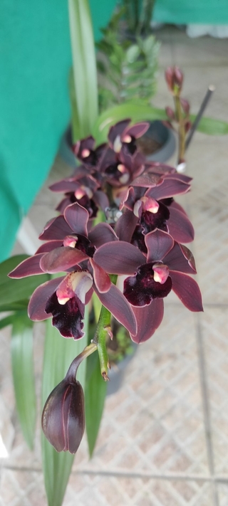 Cymbidium black shower - comprar online