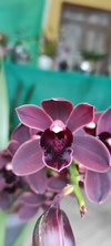 Cymbidium black shower na internet