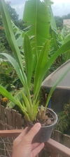 Eria Hyacinthoides - OrquideaShop