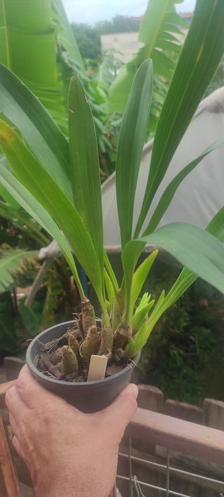 Eria Hyacinthoides na internet