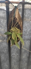 Dipteranthus pellucidus - Adulta - comprar online