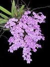 Ionopsis paniculata - comprar online