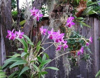 LAELIA ANCEPS - comprar online