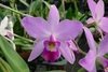 LAELIA ANCEPS