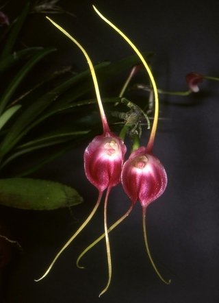 Masdevallia infracta - comprar online