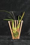 Maxilaria tenuifolia - comprar online