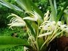 Maxillaria ochroleuca - comprar online