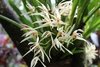 Maxillaria ochroleuca - OrquideaShop