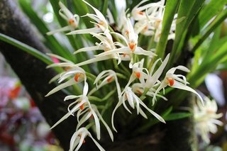 Maxillaria ochroleuca - OrquideaShop