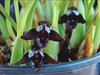 maxillaria schunkeana - comprar online