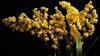 Oncidium Twinkle Amarelo