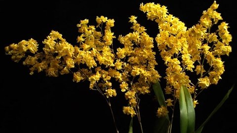 Oncidium Twinkle Amarelo