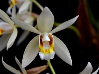 Coelogyne flaccida - comprar online