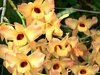 Dendrobium moschatum