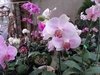 Phalaenopsis diversas - comprar online