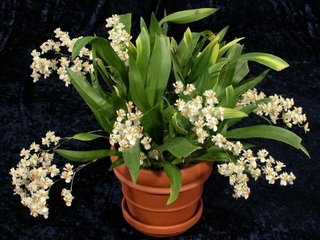 Oncidium Twinkle 'Fragrance Fantasy' na internet